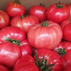 Seminte de tomate roz BUFFALOPINK F1 ( 44169 )