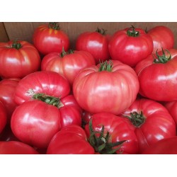 Seminte de tomate roz BUFFALOPINK F1 ( 44169 )