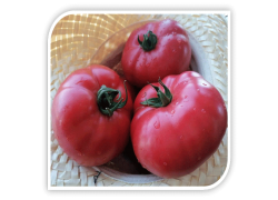 Seminte de tomate roz FLAMINGO F1