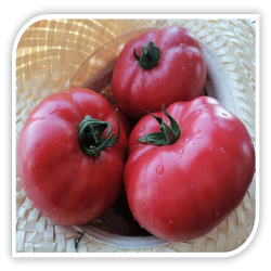 Seminte de tomate roz FLAMINGO F1