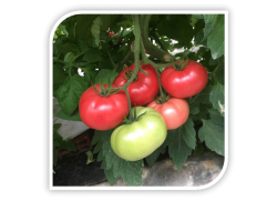 Seminte de tomate roz FLAMINGO F1