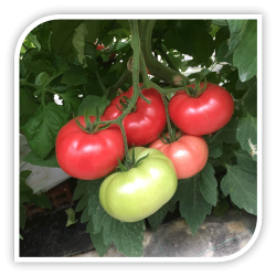 Seminte de tomate roz FLAMINGO F1