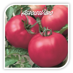 Seminte de tomate roz FUJI PINK F1