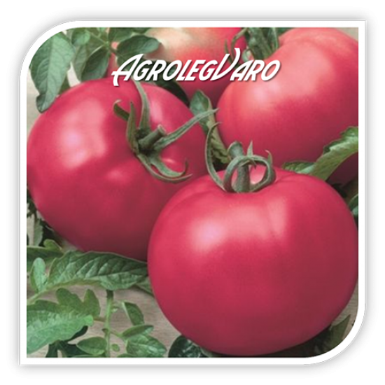 Seminte de tomate roz FUJI PINK F1