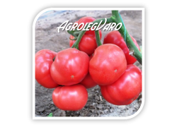 Seminte de tomate roz GRIPHON F1