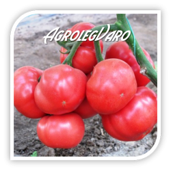 Seminte de tomate roz GRIPHON F1