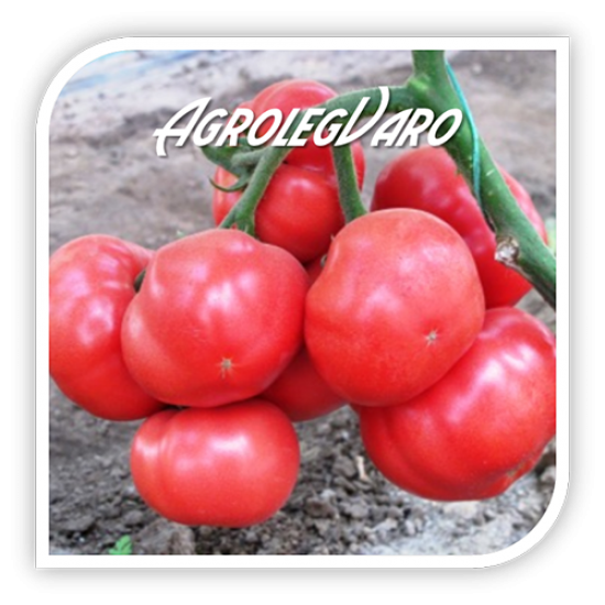 Seminte de tomate roz GRIPHON F1