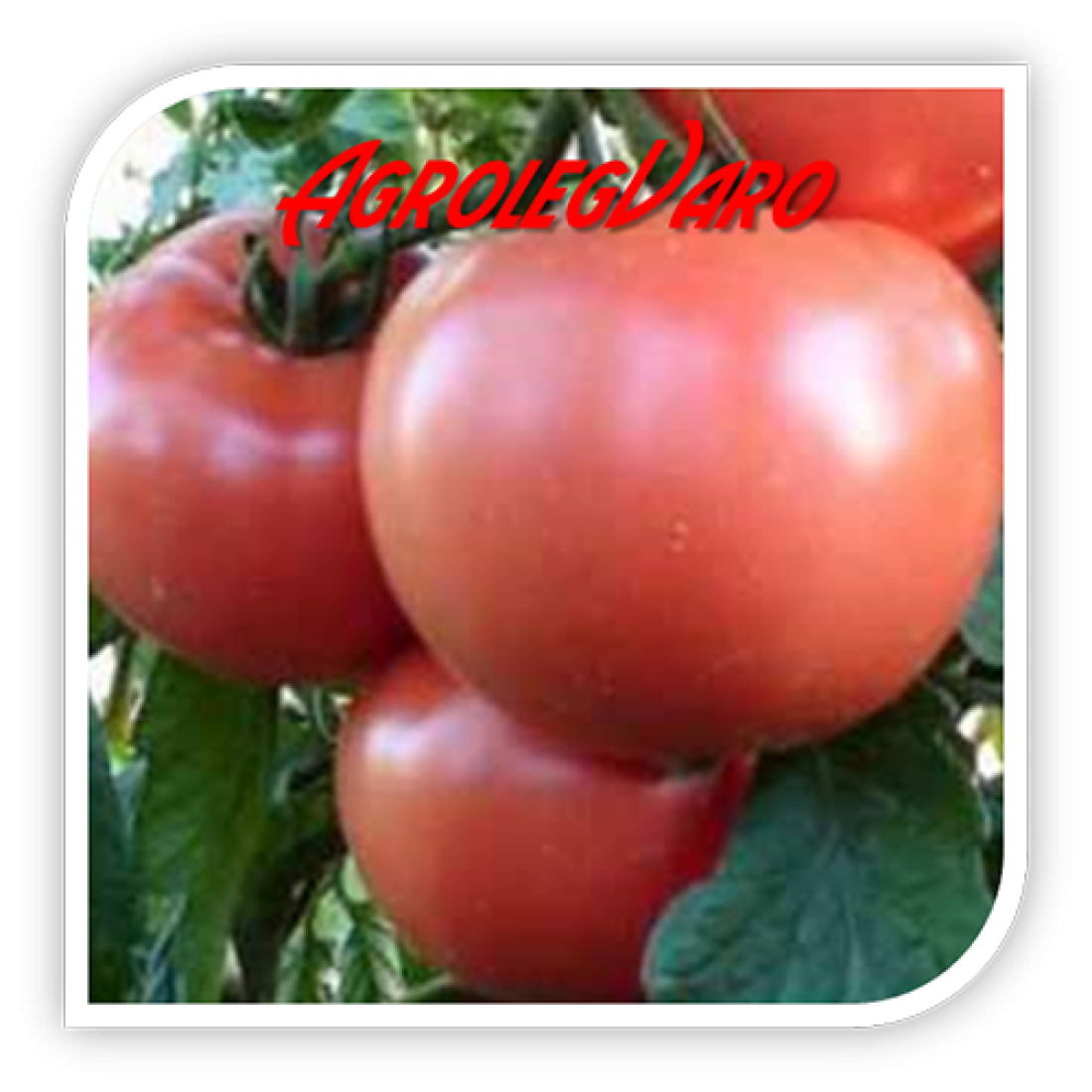 Seminte de tomate roz HONEY MOON