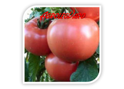 Seminte de tomate roz HONEY MOON