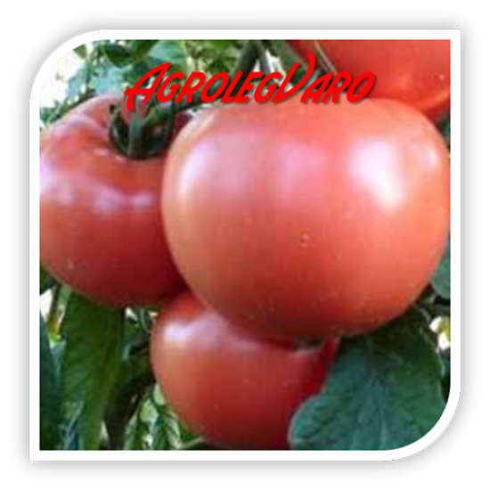 Seminte de tomate roz HONEY MOON