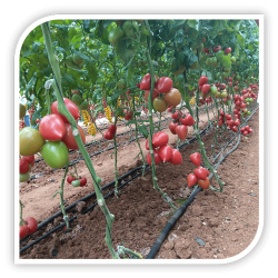 Seminte de tomate roz KONGO F1