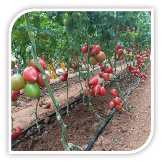 Seminte de tomate roz KONGO F1