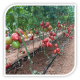Seminte de tomate roz KONGO F1