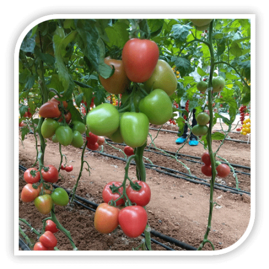 Seminte de tomate roz KONGO F1