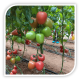 Seminte de tomate roz KONGO F1