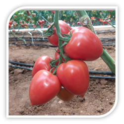 Seminte de tomate roz KONGO F1