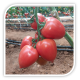 Seminte de tomate roz KONGO F1