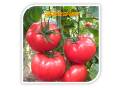 Seminte de tomate roz MAMSTON F1