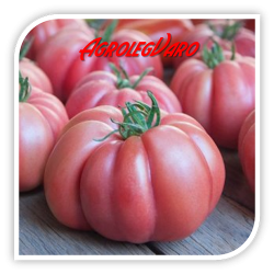 Seminte de tomate roz MONTEROSA F1