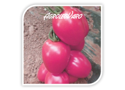 Seminte de tomate roz PINK PIONNER F1