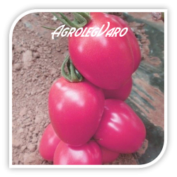 Seminte de tomate roz PINK PIONNER F1
