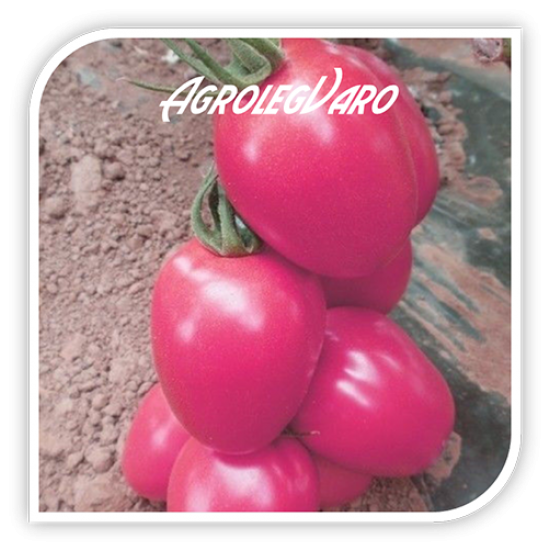 Seminte de tomate roz PINK PIONNER F1