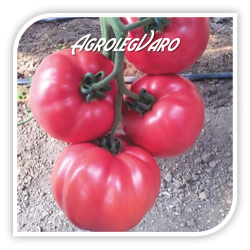 Seminte de tomate roz PINK ROCK F1