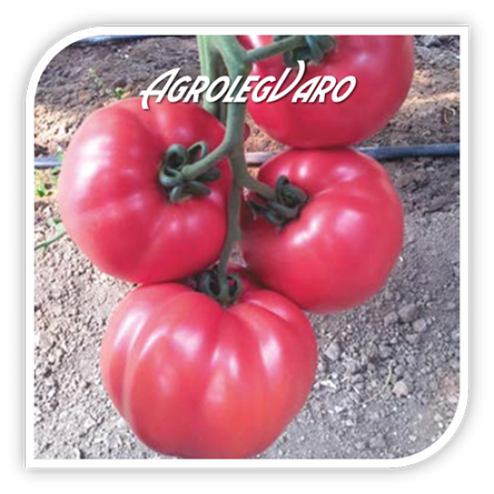 Seminte de tomate roz PINK ROCK F1