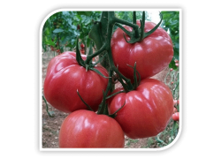 Seminte de tomate roz PINK WONDER F1
