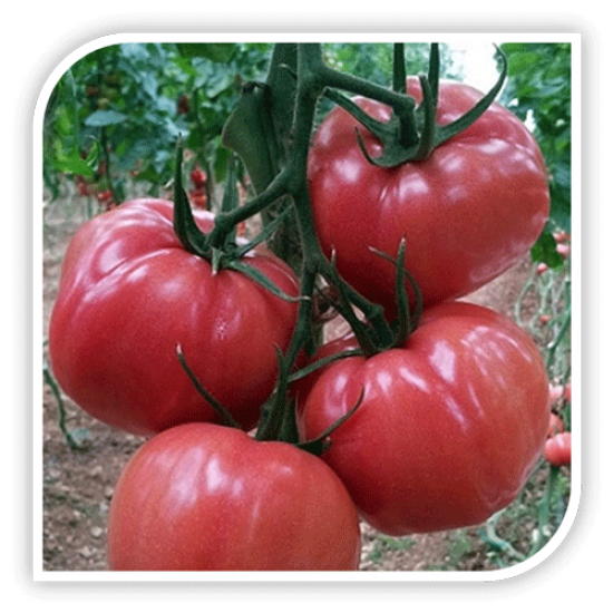 Seminte de tomate roz PINK WONDER F1