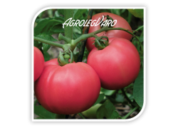Seminte de tomate roz TORBAY F1