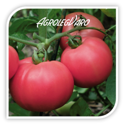 Seminte de tomate roz TORBAY F1