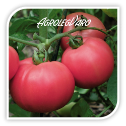 Seminte de tomate roz TORBAY F1