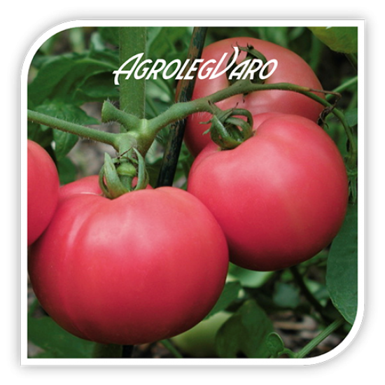 Seminte de tomate roz TORBAY F1