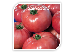 Seminte de tomate roz VP1