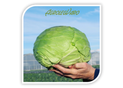 Seminte de varza ADECA F1