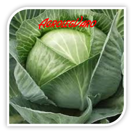 Seminte de varza AGRESSOR F1