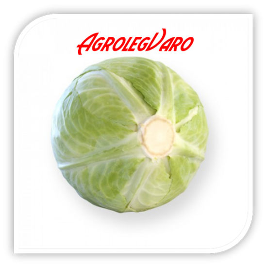 Seminte de varza ANCOMA RZ F1