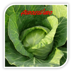 Seminte de varza BEAUTY BALL F1