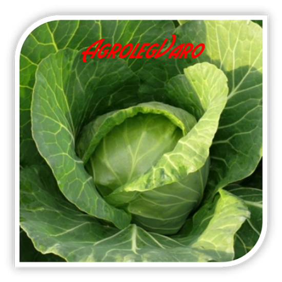 Seminte de varza BEAUTY BALL F1