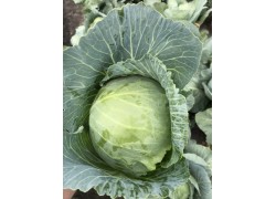 Seminte de varza BOTRAN F1