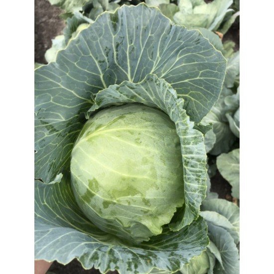 Seminte de varza BOTRAN F1