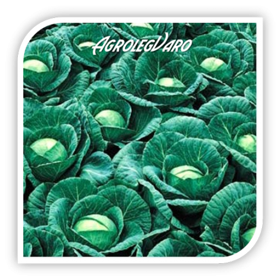 Seminte de varza BUCHAREST F1