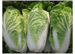 Seminte de varza Bilko F1