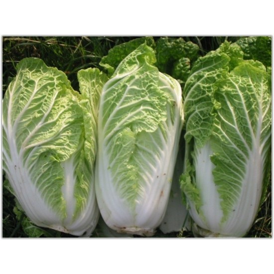 Seminte de varza Bilko F1