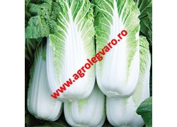 Seminte de varza Bilko F1