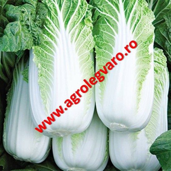 Seminte de varza Bilko F1