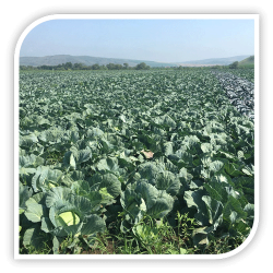 Seminte de varza CRUSOE F1