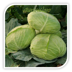 Seminte de varza CRUSOE F1