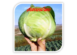 Seminte de varza CORONET F1